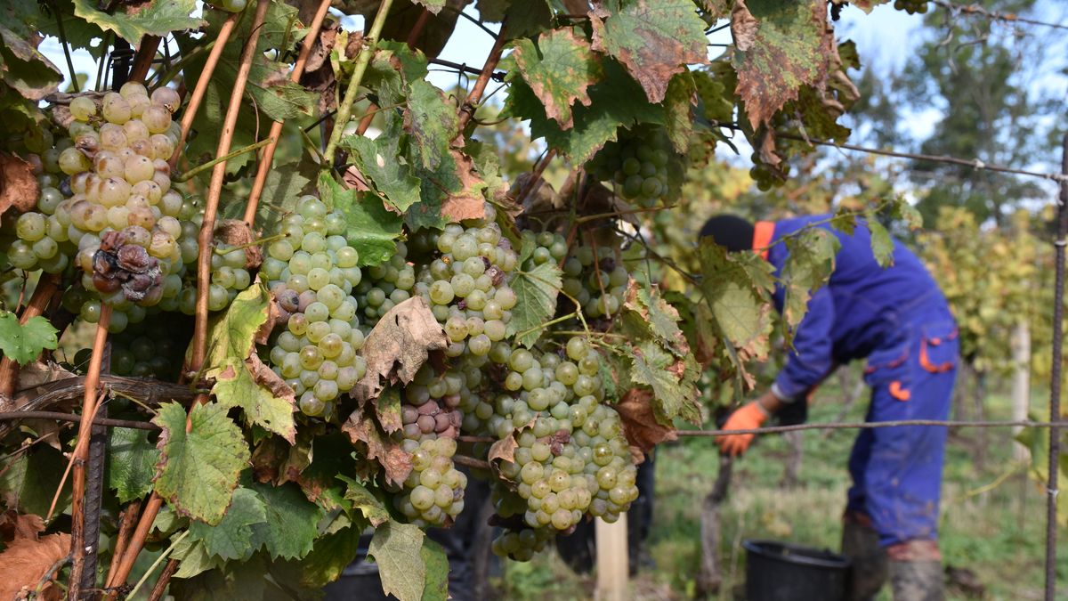 Hlavní část vinobraní začala na blátě. Deště ohrožují úrodu